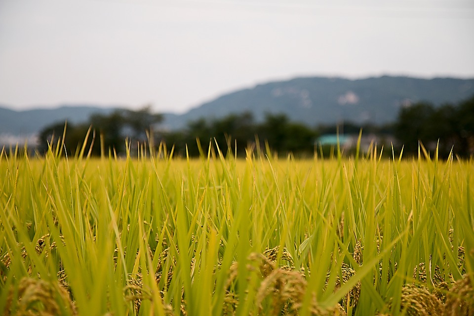 rice paddies, country, sulawesi