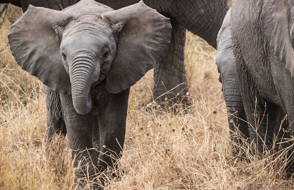 elephant baby, safari, elephants
