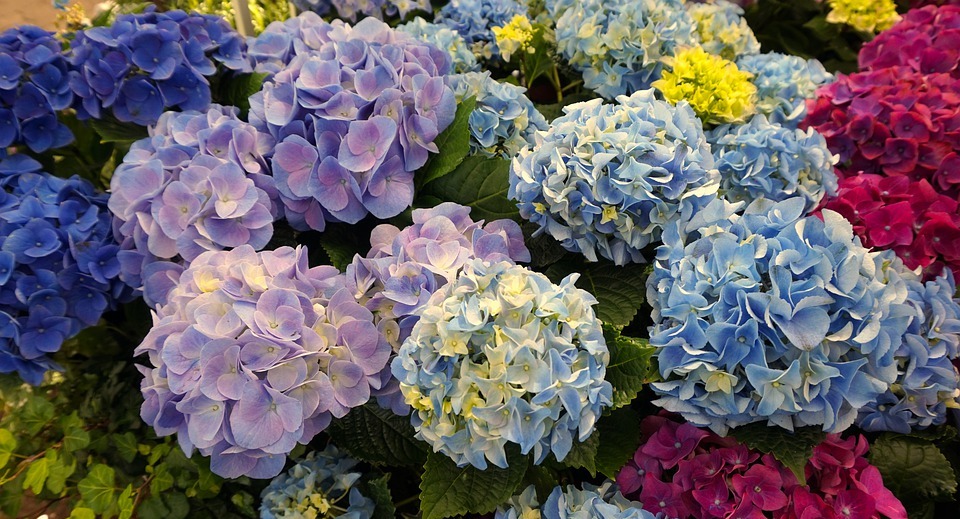 hydrangeas, blue, blossom