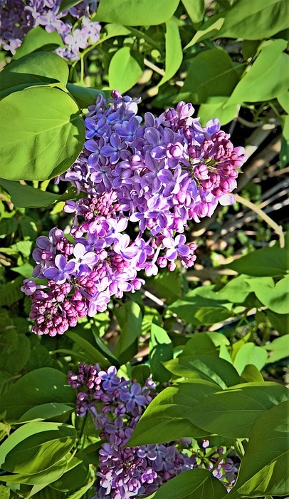 lilac, tree, bush