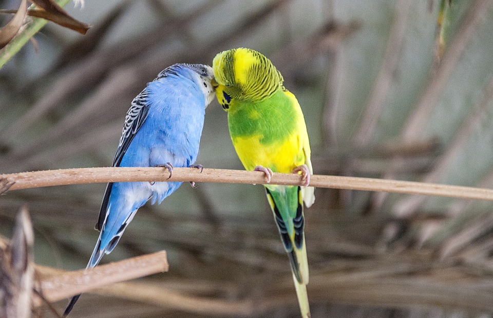 budgie, bird, colorful