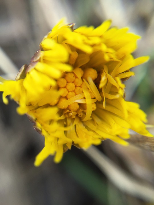 tussilago, flowers, spring