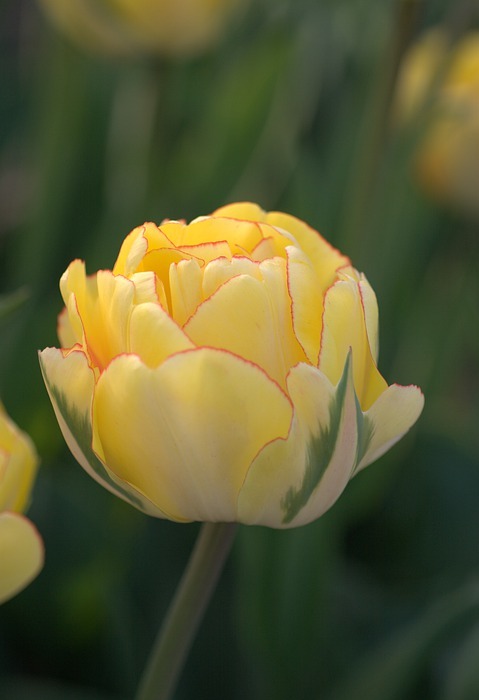 tulip, yellow, red