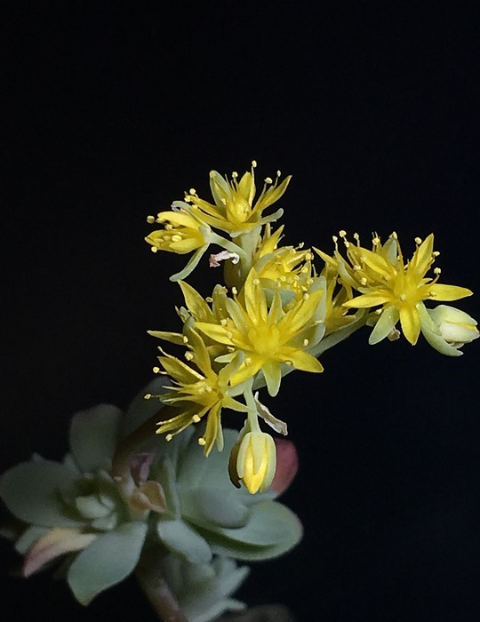 succulent, yellow flower, small flower