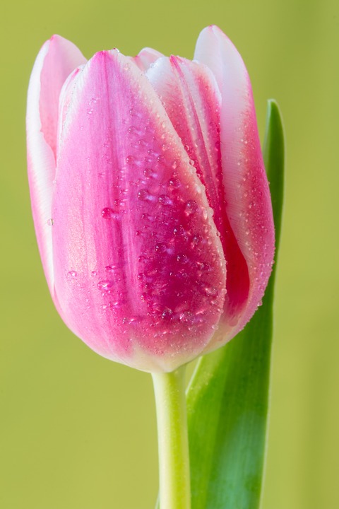 tulip, flower, macro