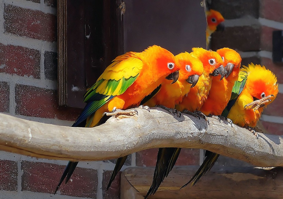 parrots, aras, colorful