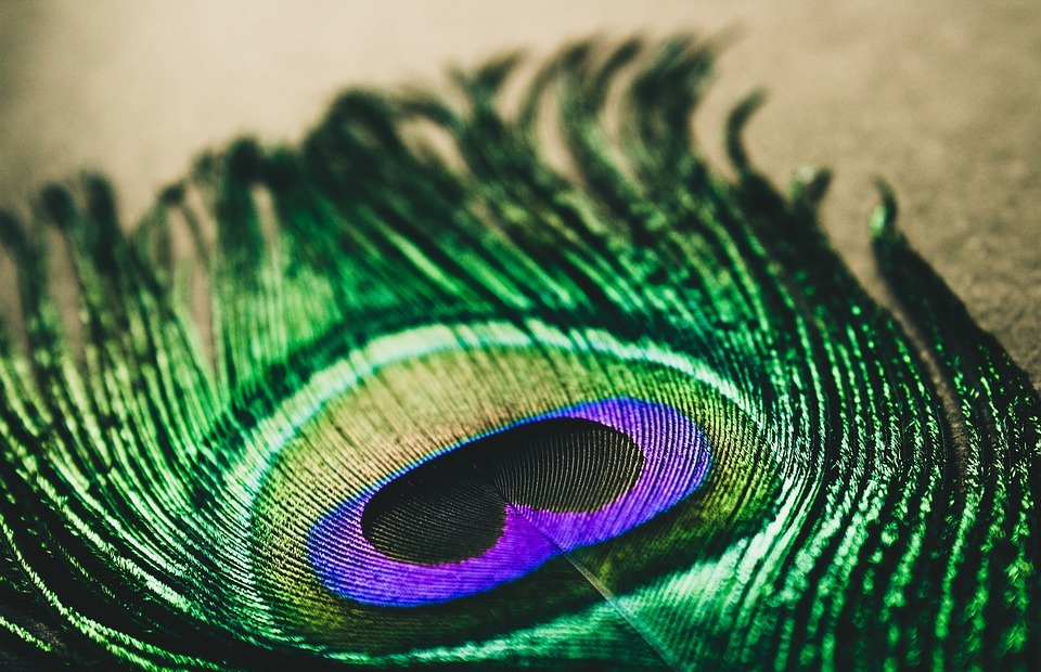 peacock feather, peacock, colorful