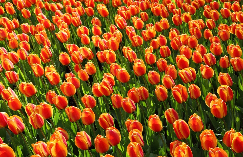 tulips, tulip, orange