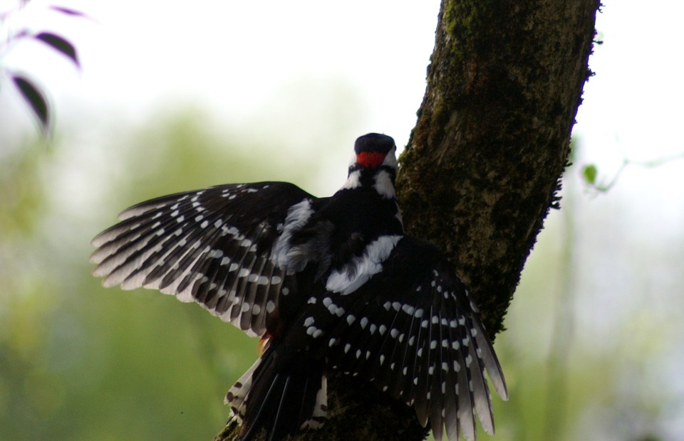 woodpecker, bird, colorful