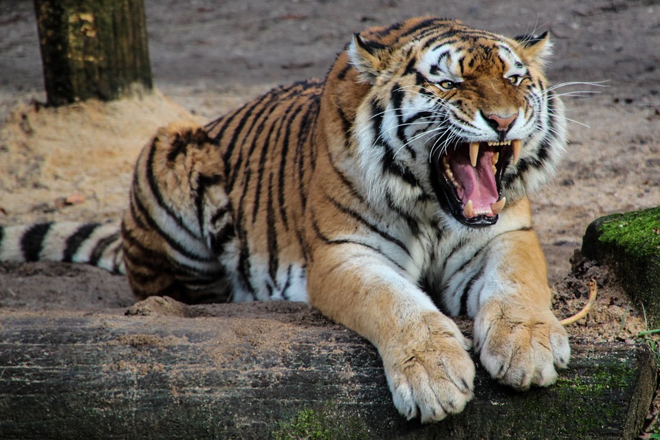 tiger, predator, animal