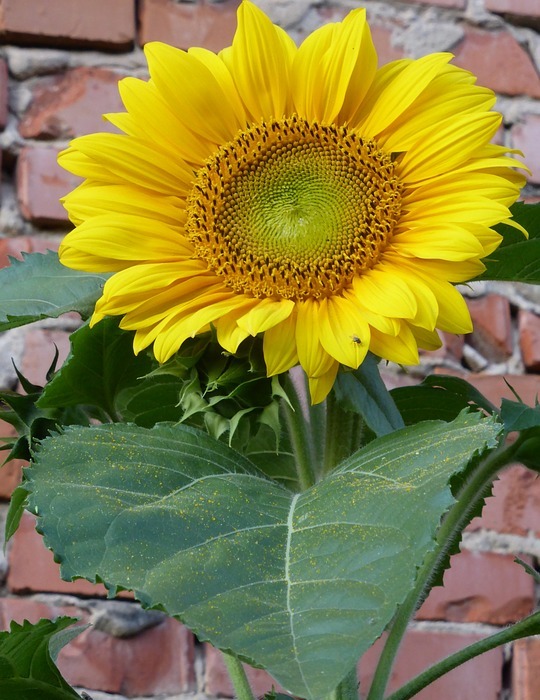 sunflower, yellow, blossom