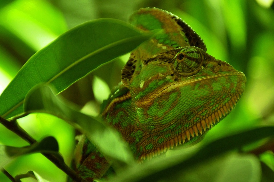 chameleon, reptile, animal