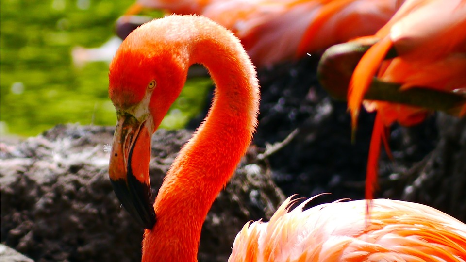 flamingo, bird, water bird