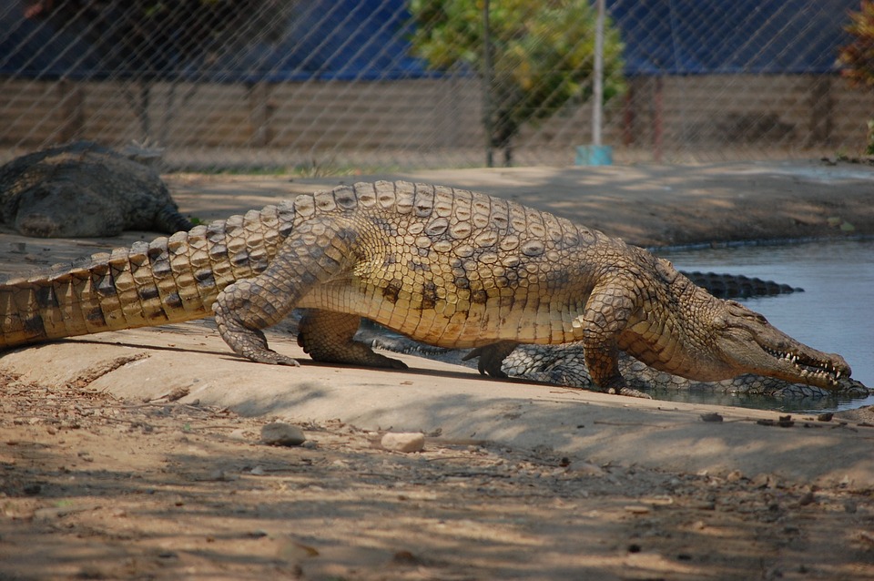 crocodile, nature, wildlife