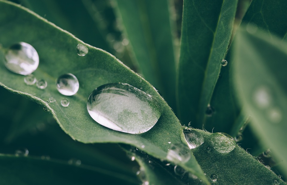 wet, plant, droplets