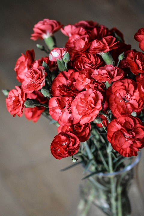 carnation, flowers, red