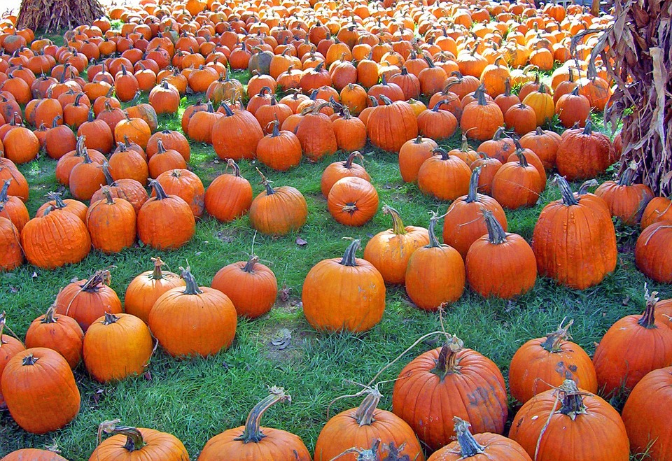 pumpkins, autumn, fall