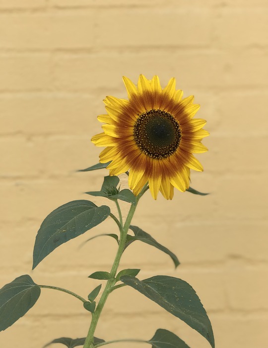 sunflower, flora, nature