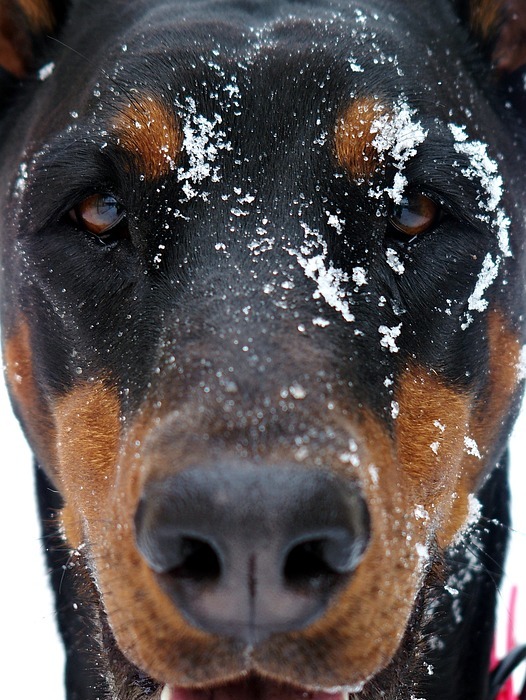 doberman, dog, snowy