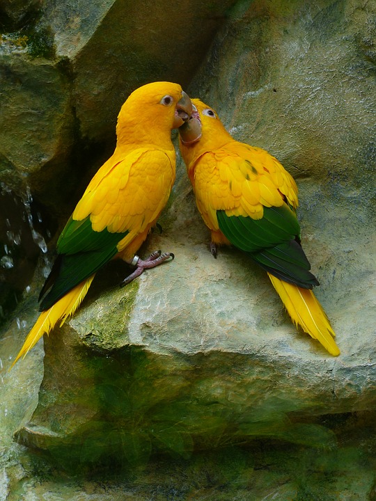 gold parakeets, bird couple, couple