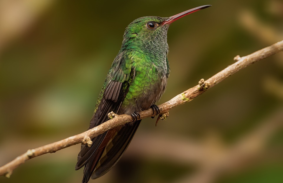 hummingbird, bird, colorful