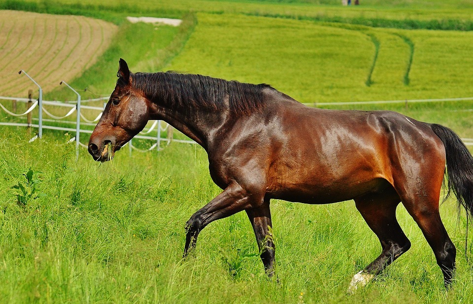horse, coupling, stallion