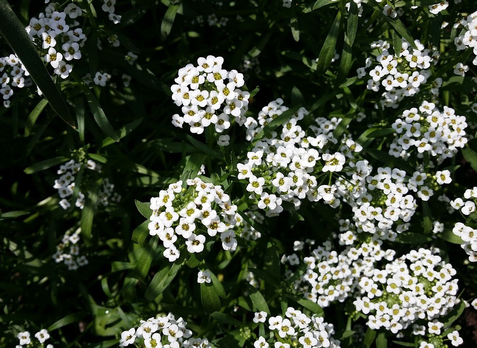 flower, white blossom, small flowers