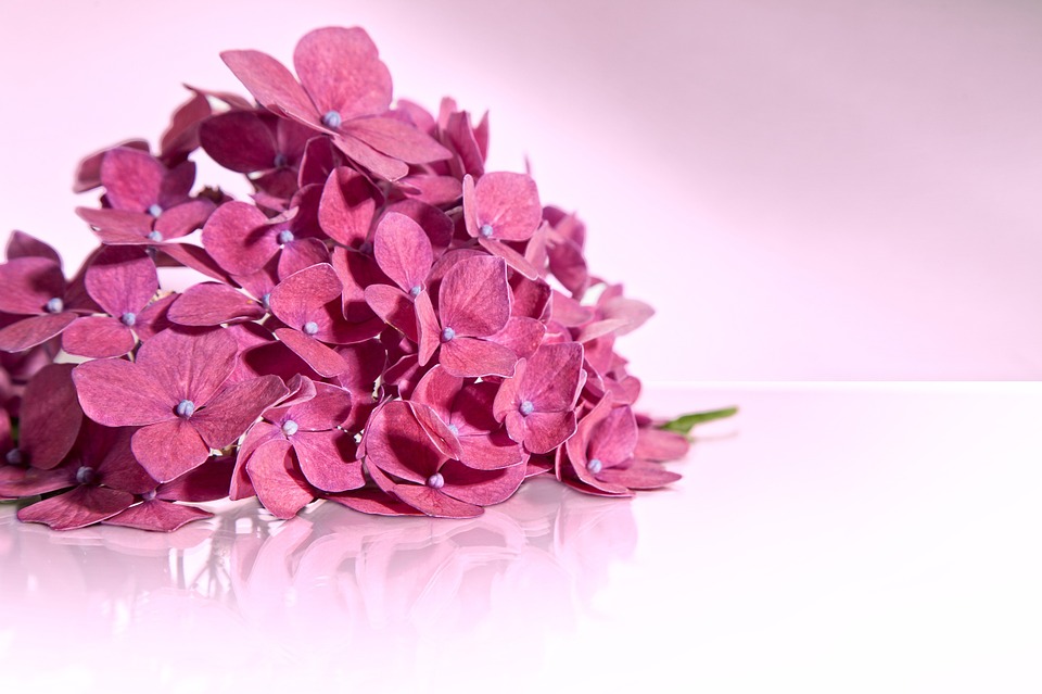 hydrangea, pink, blossom