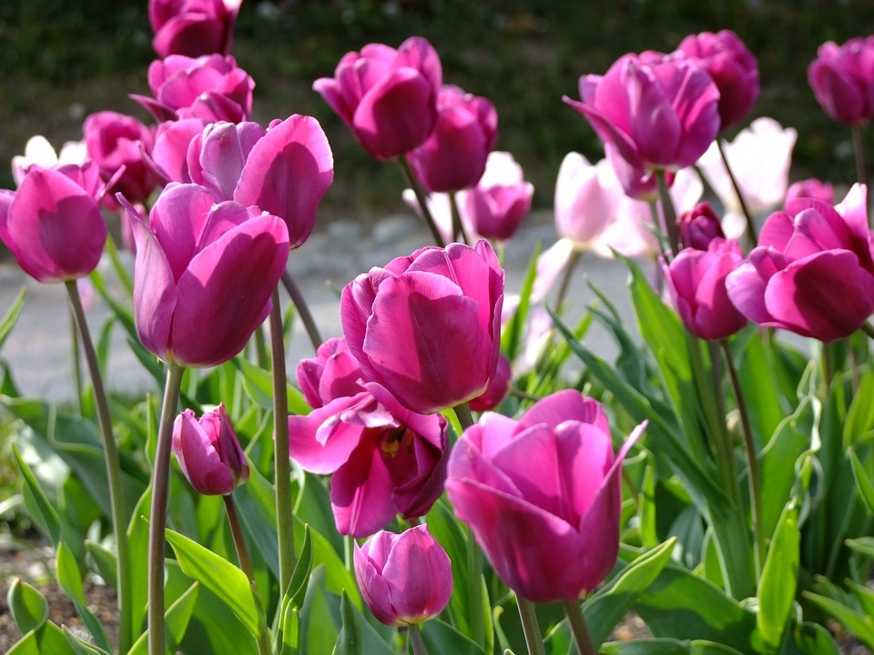 tulips, flower, onion