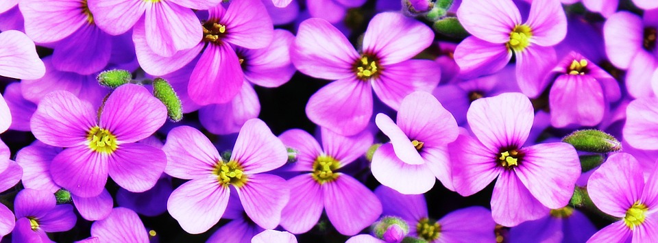 flowers, purple, blütenmeer