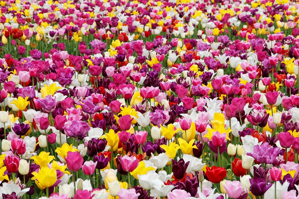 tulips, tulip field, tulpenbluete