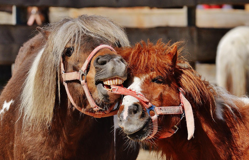 horses, play, funny