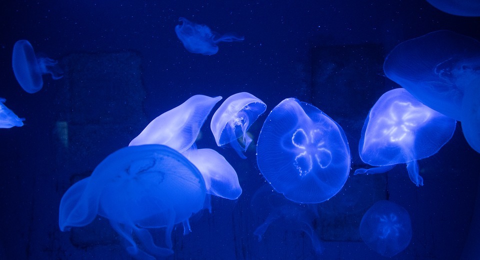 blue, fish, jellyfish