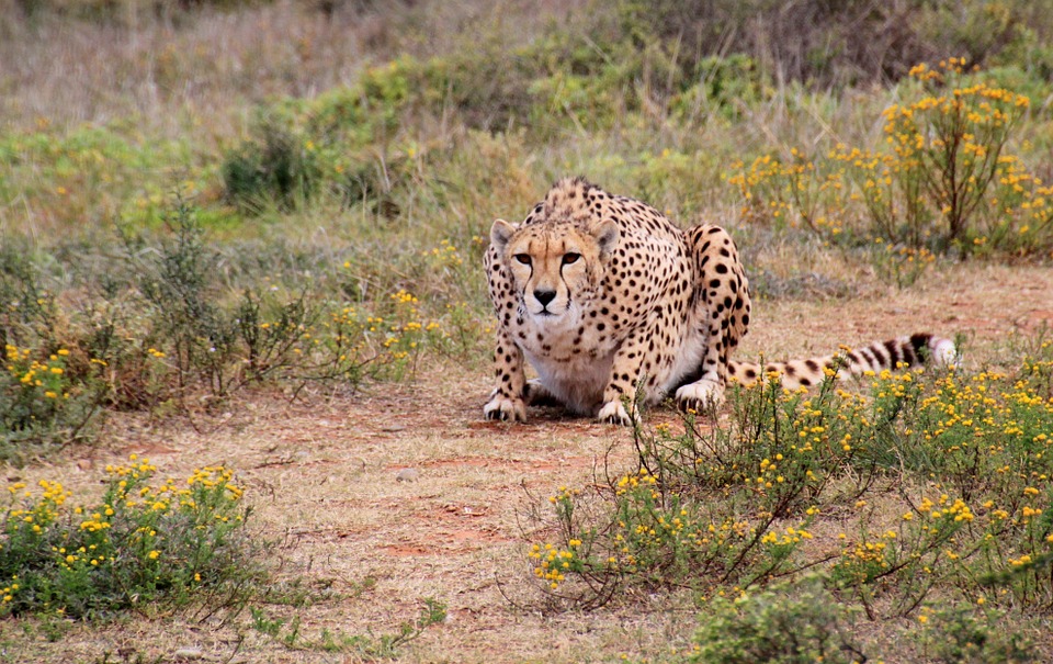cheetah, predator, wild animal