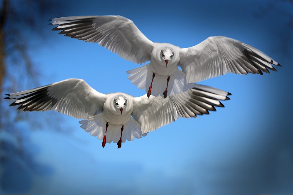 gulls, birds, fly