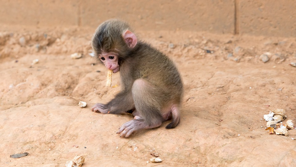 monkey, baby, eating peanut