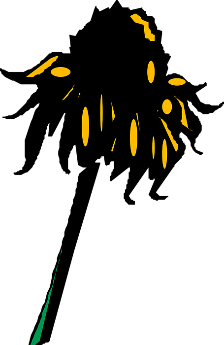 sunflower, wilted, petal