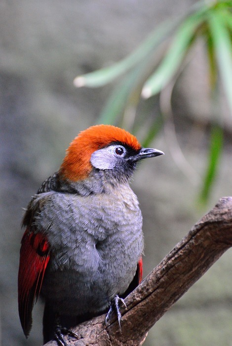 bird, red-winged laughing thrush, exotic