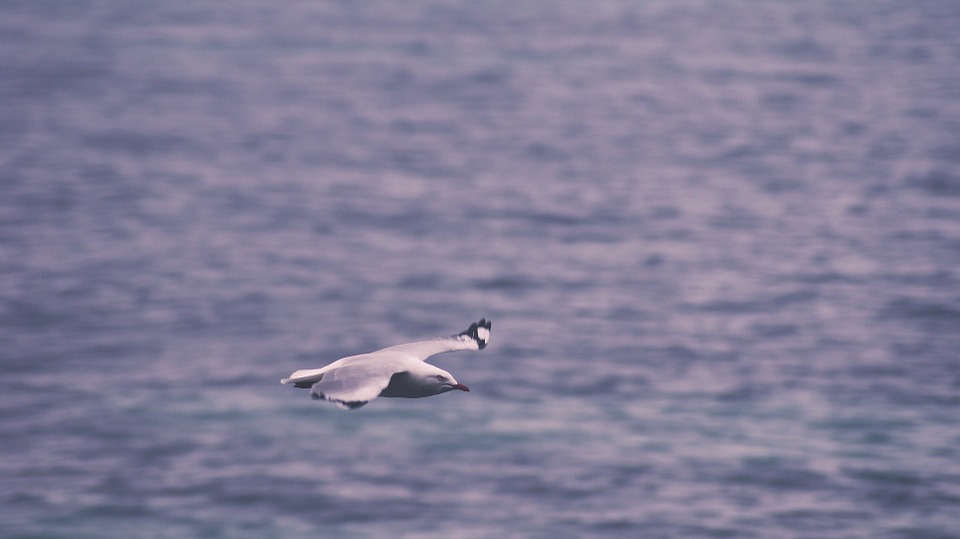 sea gull, flying, water