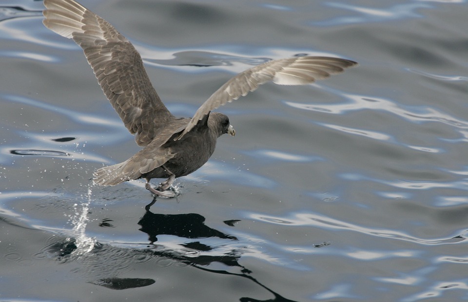northern fulmar, seabird, flying