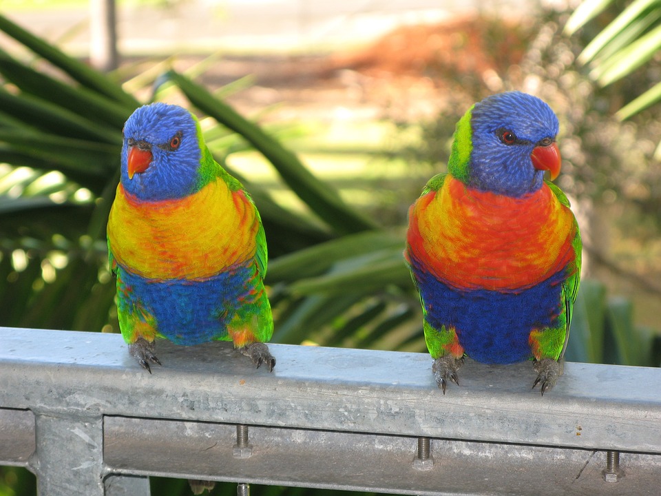 rainbow lorikeet, bird, lorikeet
