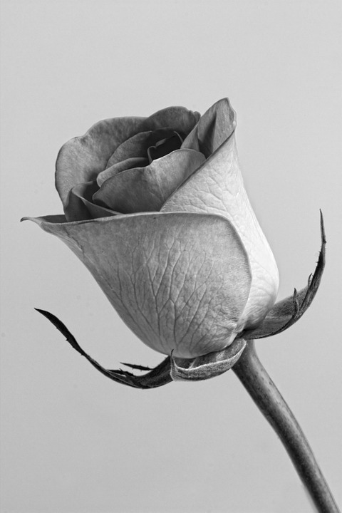 rose, flower, grey