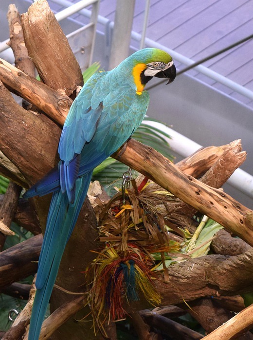 parrot, birds, colorful