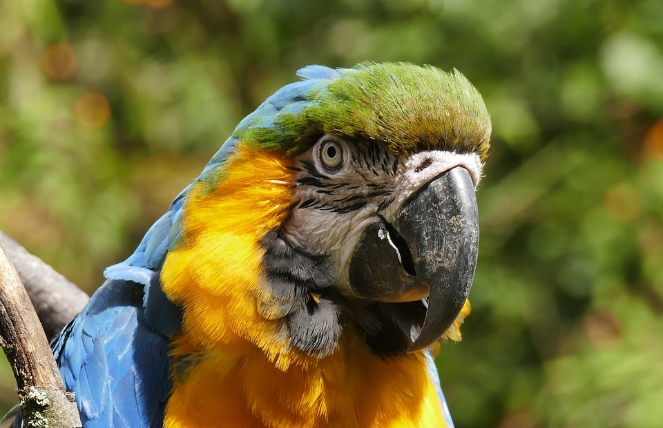 parrot, colorful, bird