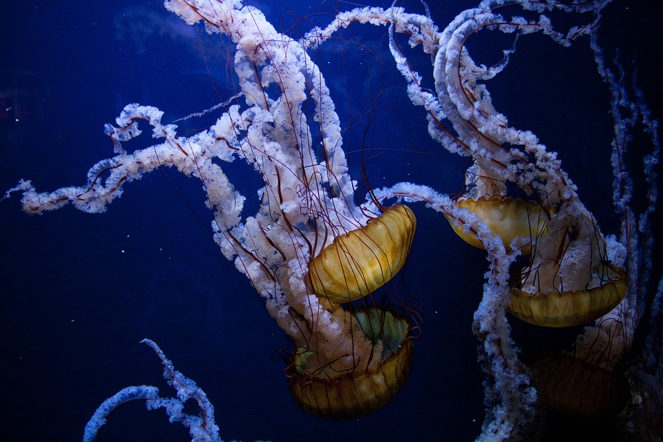 jellyfish, underwater, ocean