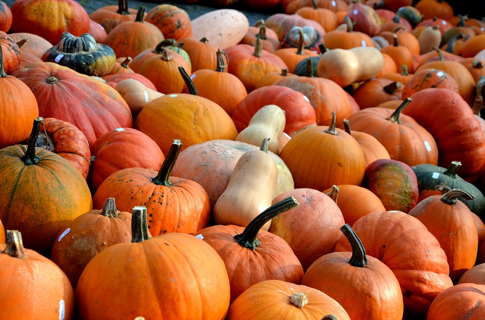 pumpkins, autumn, fruit