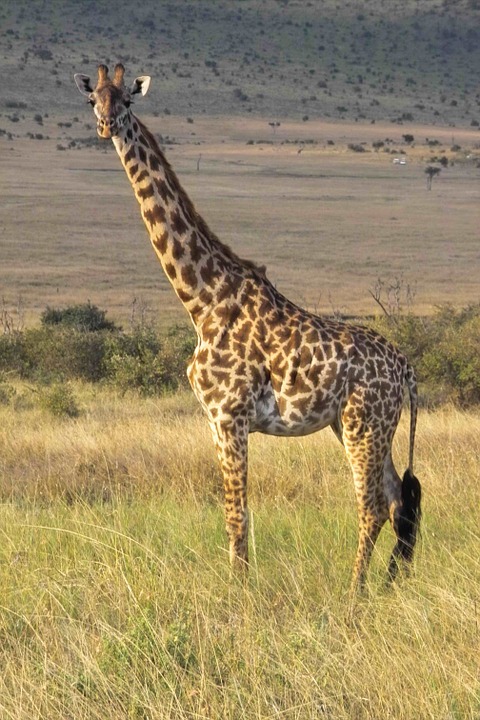 giraffe, wilderness, safari