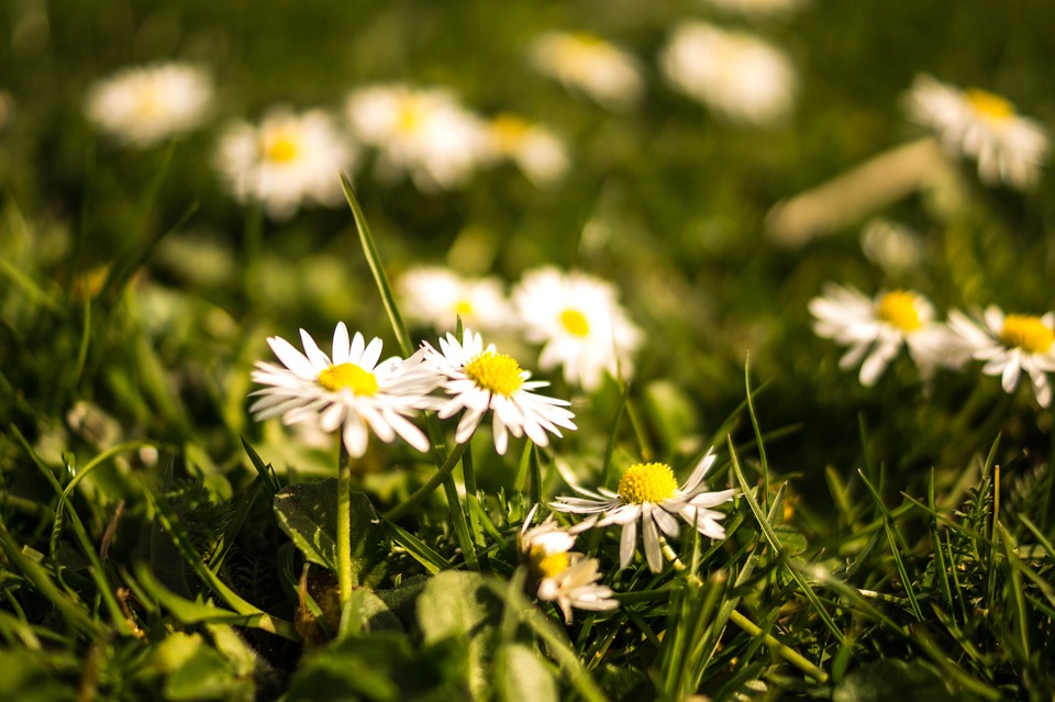 daisies, spring, meadow