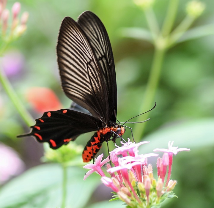 butterfly, exotic, flowers