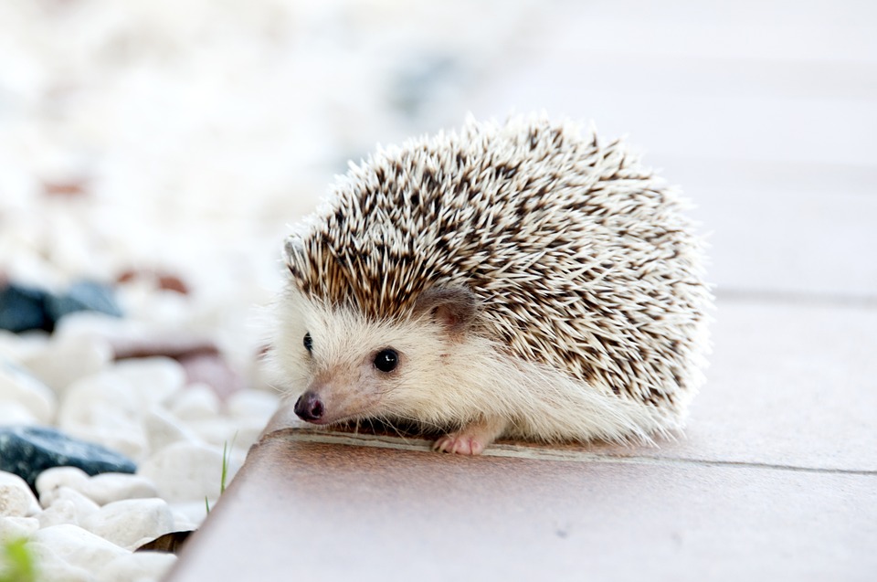 hedgehog, animal, baby